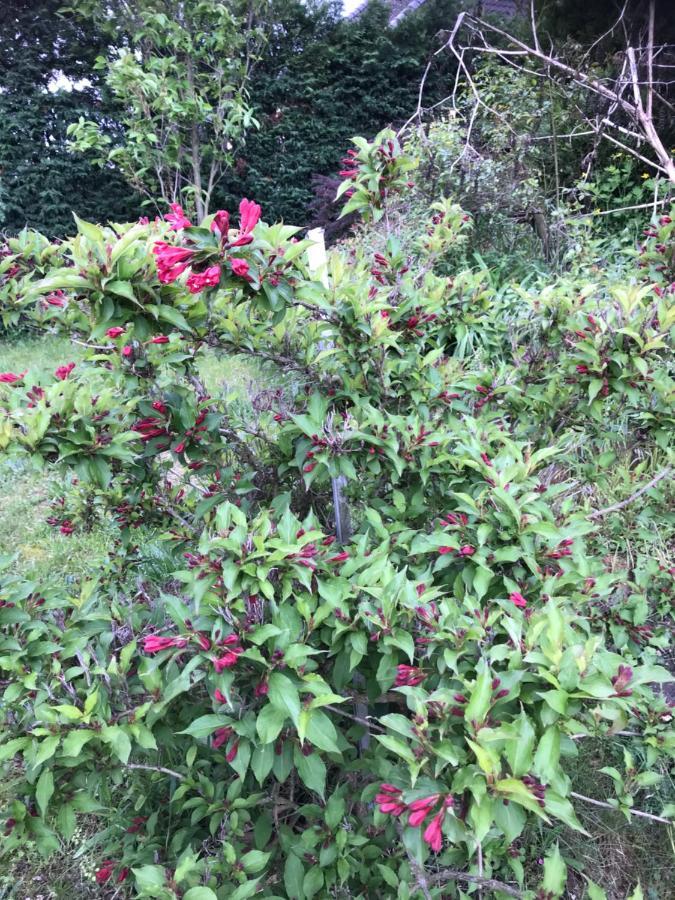Bischwiller Appart Les Cerises Entre Strasbourg Et Haguenau מראה חיצוני תמונה