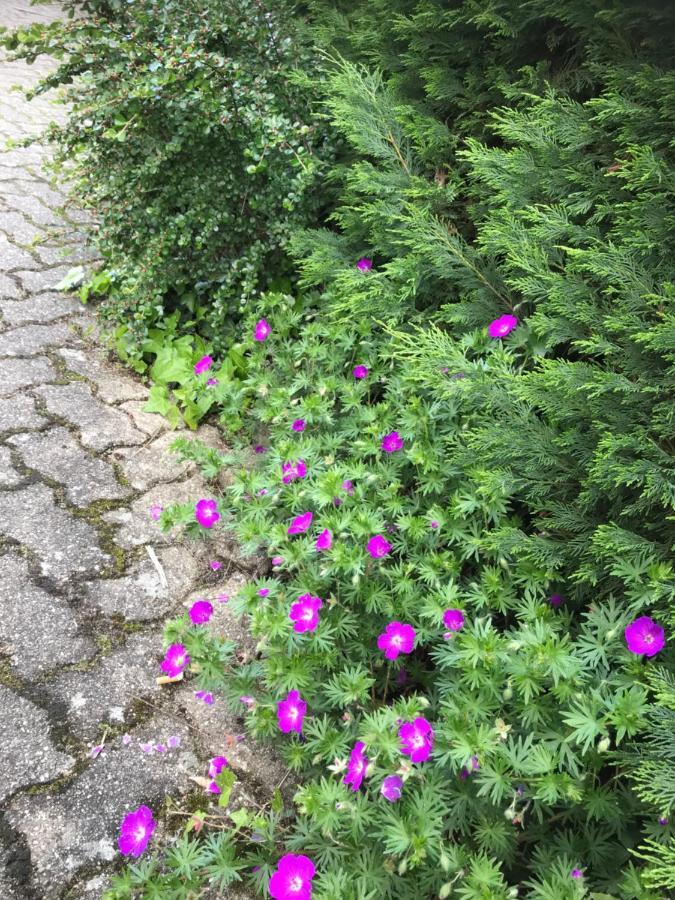 Bischwiller Appart Les Cerises Entre Strasbourg Et Haguenau מראה חיצוני תמונה
